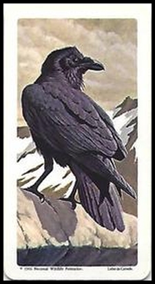 17 Raven
